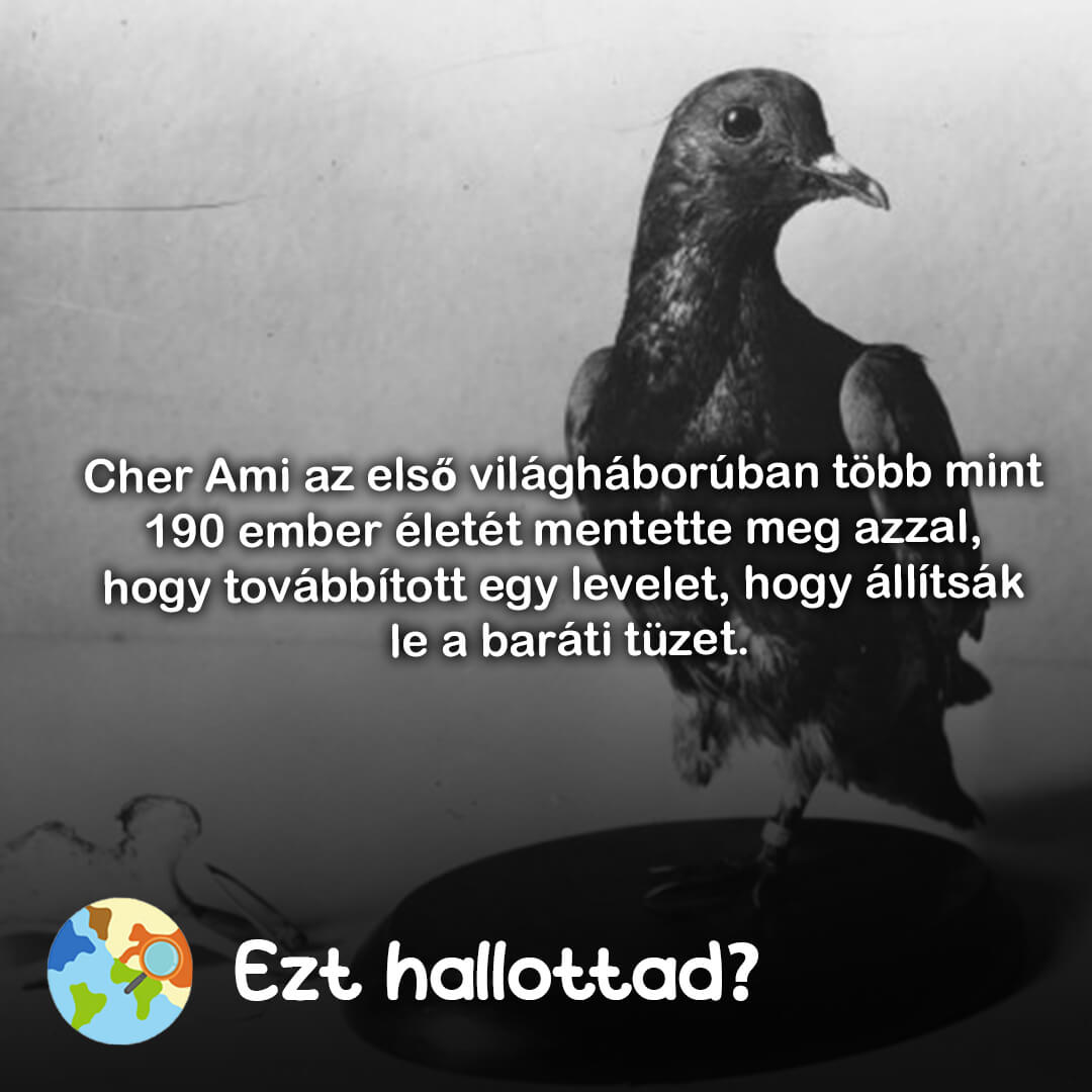 Ezt hallottad 100