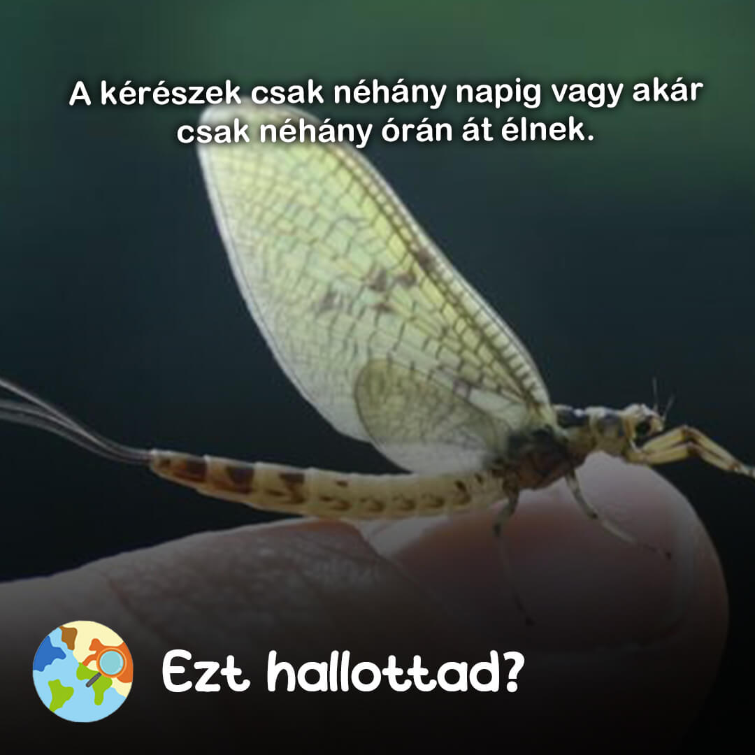 Ezt hallottad 73