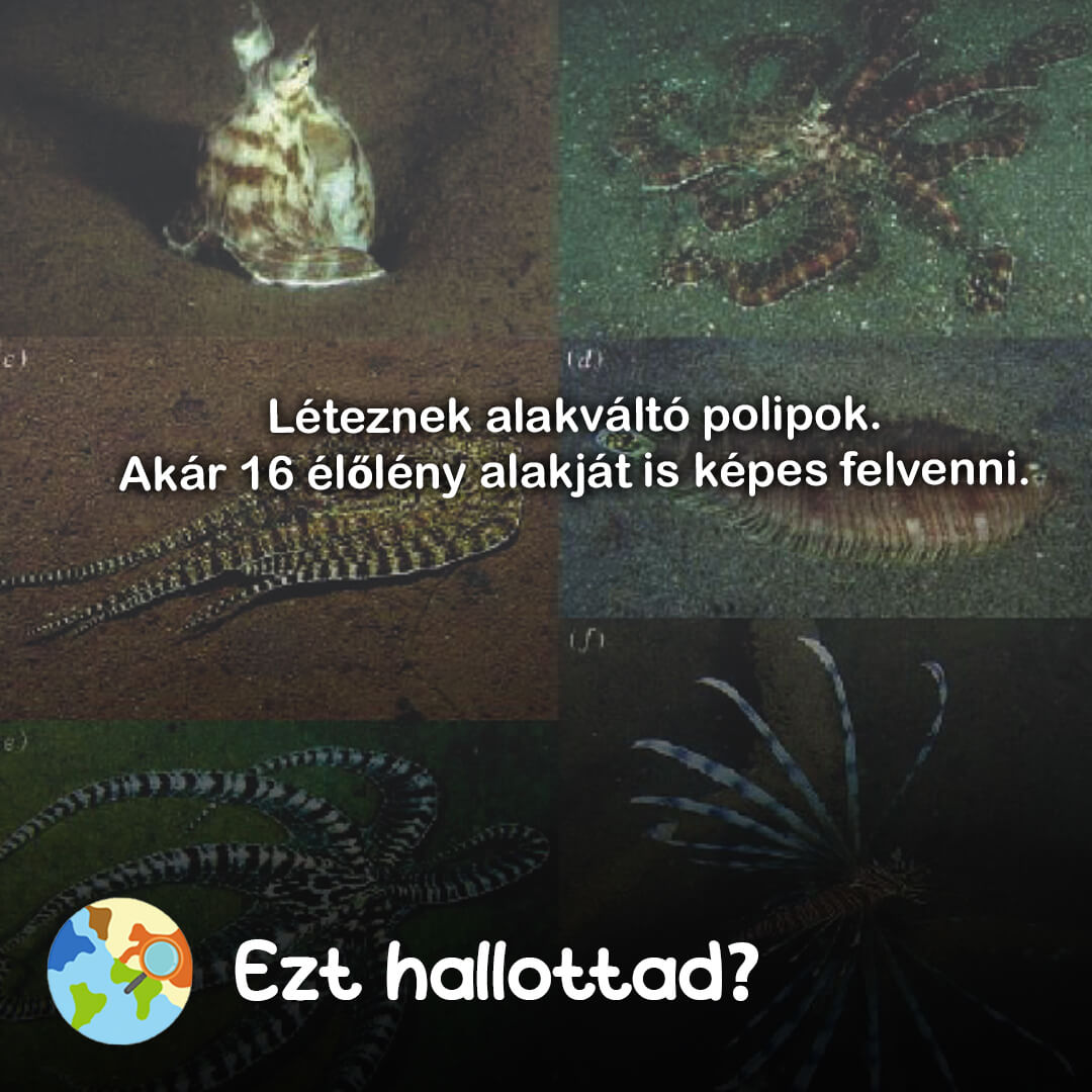 Ezt hallottad 76