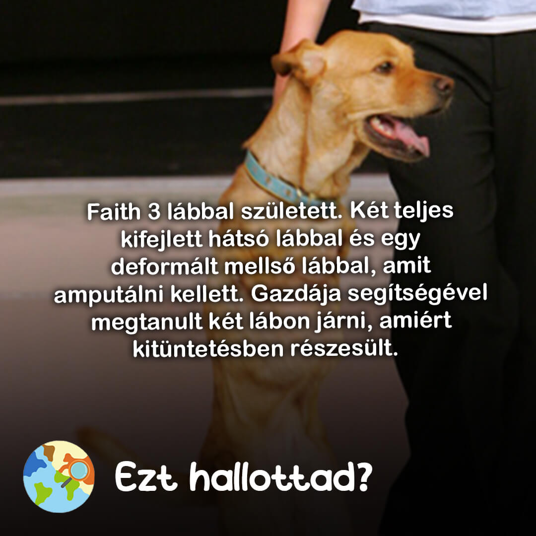 Ezt hallottad 95