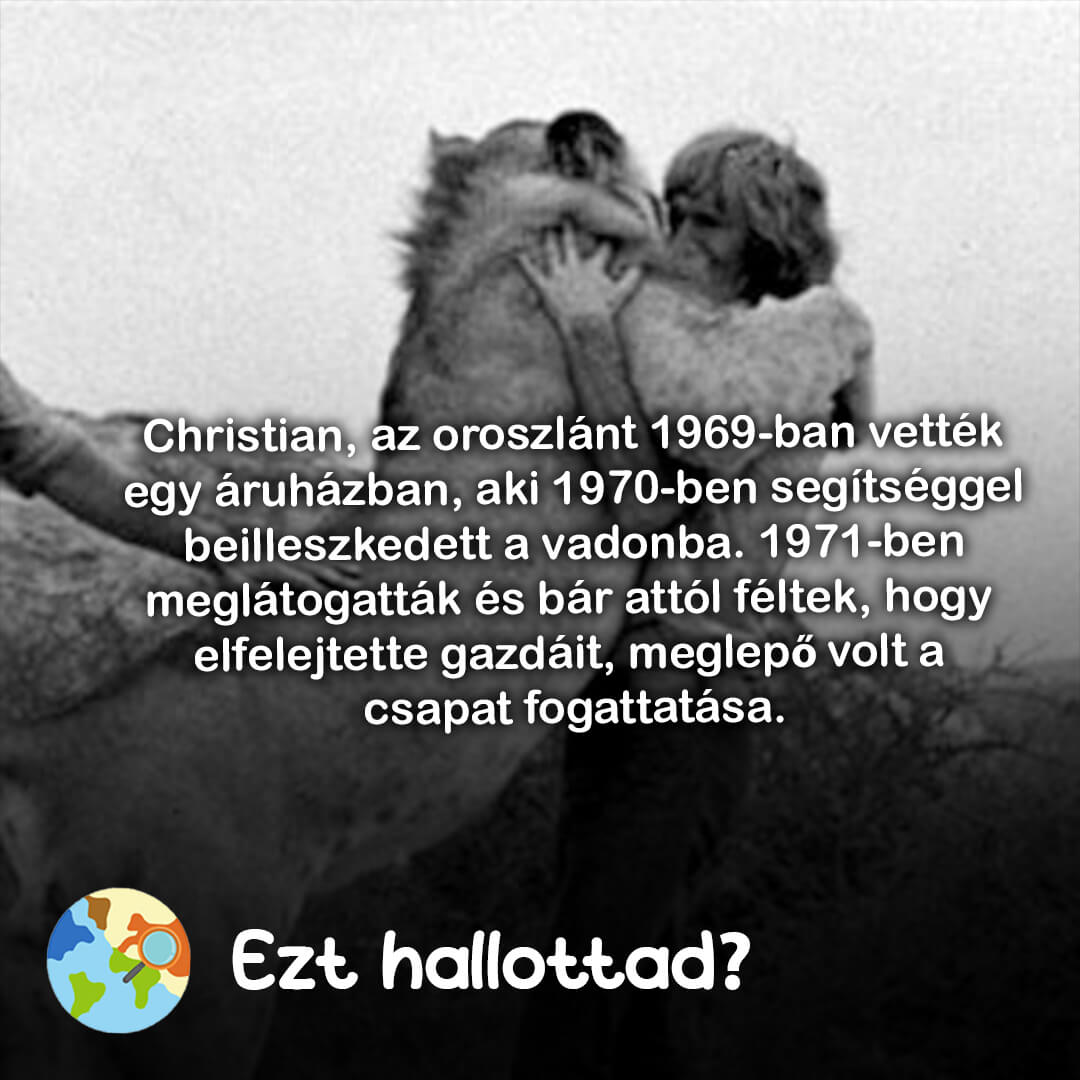 Ezt hallottad 99